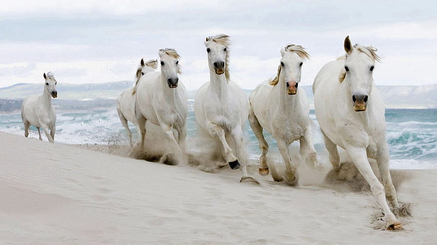 Животни, коне, море, пясък, стадо, бягай, бягай HD тапет