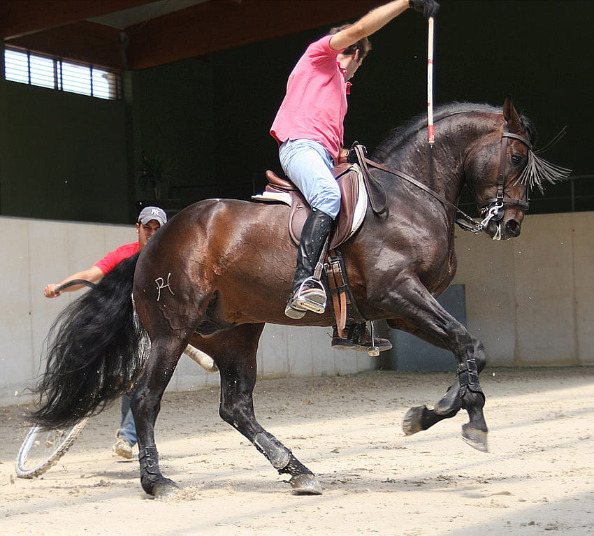Training, spanish, andalusian, horseback bullfighting, horses HD wallpaper