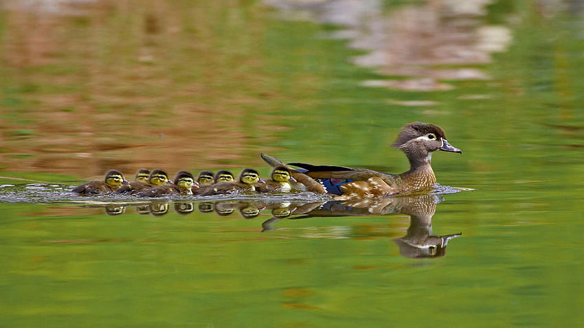 A female wood duck and ducklings in Arapahoe County, Colorado HD wallpaper