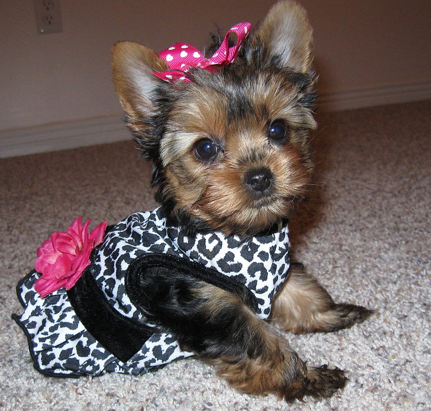 miniature yorkie clothes