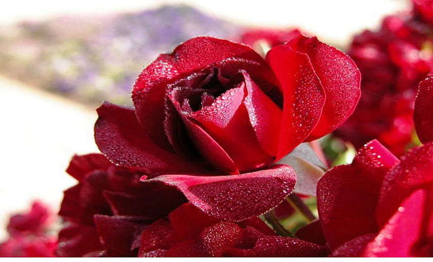 冷ややかな赤いバラ, 美しい, 赤, 花, 自然, ローズ 高画質の壁紙
