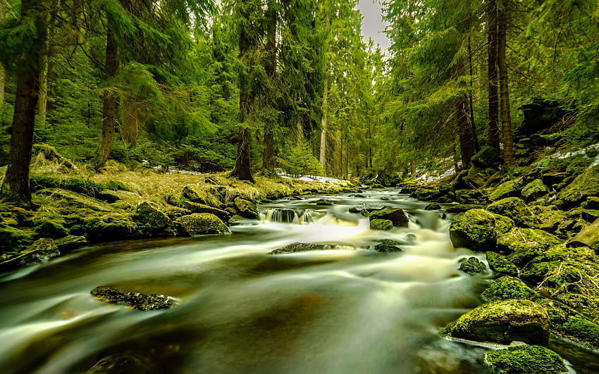 river in the forest, coniferous forest, mountain river, forest, trees, environment HD wallpaper