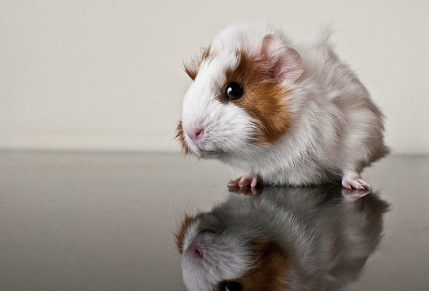 Animals, Reflection, Guinea Pig, Rodent HD wallpaper