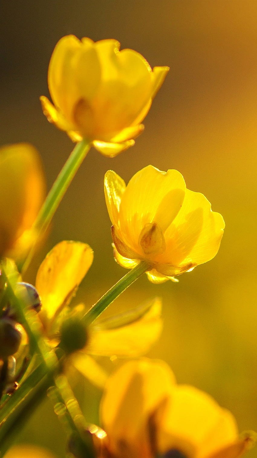 Ranúnculos amarillos Flores IPhone 8 7 6 6S Plus fondo de pantalla del teléfono