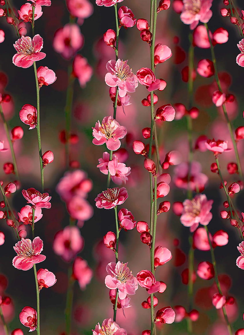 Graciela Farfalla di bosques y jardines encantados. Ceri, Bunga Persik wallpaper ponsel HD