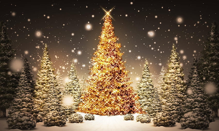 Jour fériés, Nouvel An, Nuit, Neige, Sapins, Forêt, Noël, Vacances, Carte postale Fond d'écran HD
