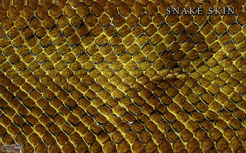 Snake Skin, Snake Leather HD wallpaper