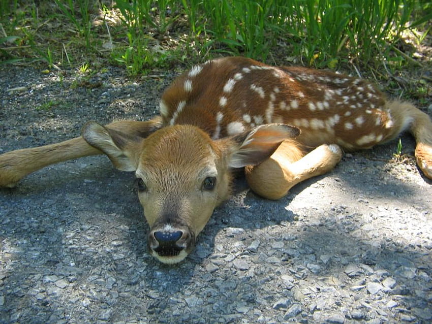 Cute Baby Deer, bucks, white tail deer, baby deer, deer, animals, spotted deer, nature HD wallpaper