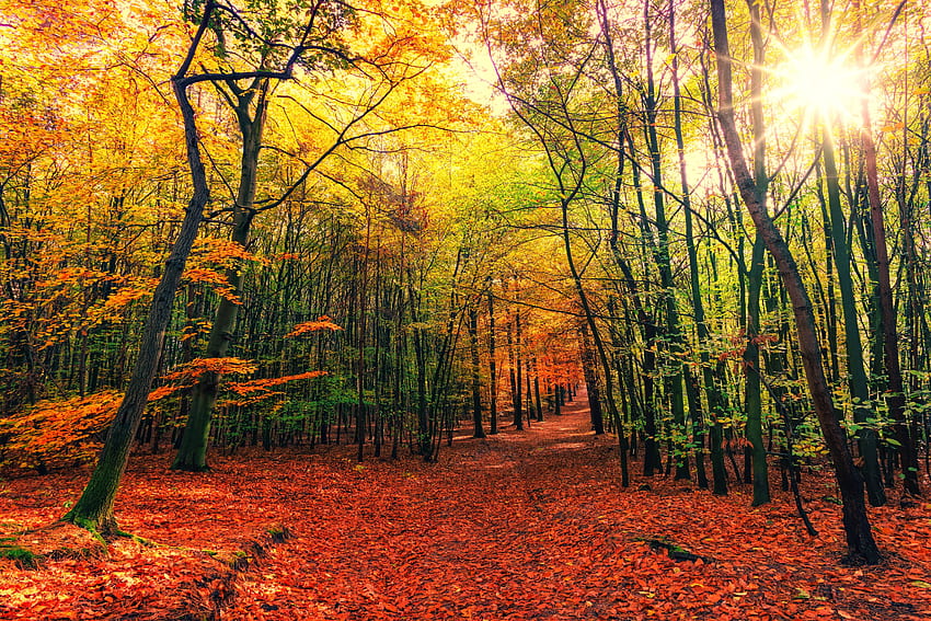 Naturaleza, árboles, otoño, hojas, bosque, ruta de acceso, sendero, caído fondo de pantalla