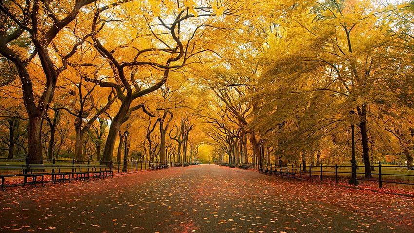 autumn in the park, path, trees, benches, autumn, park HD wallpaper
