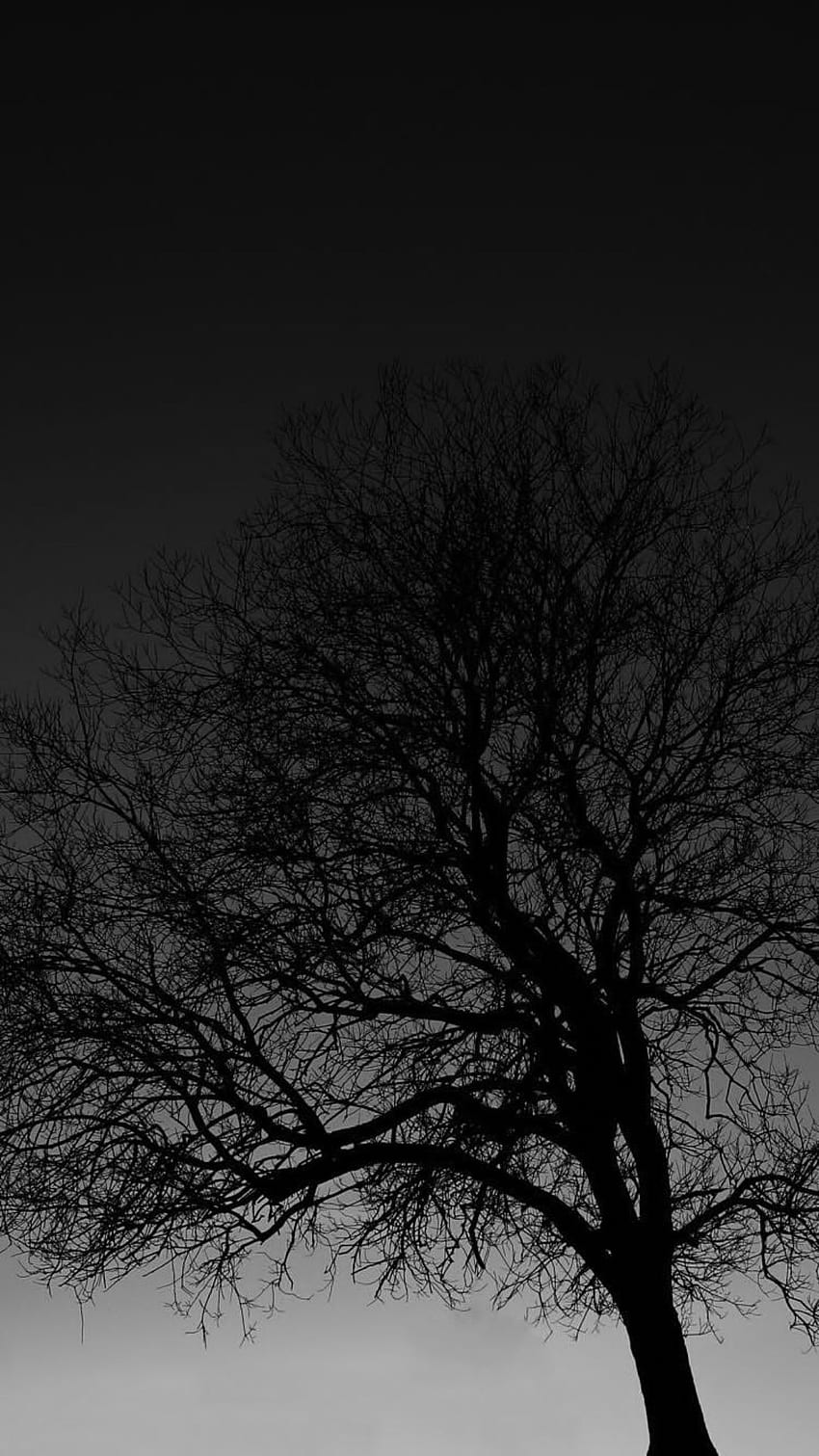 Dark iPhone  Black tree Black aesthetic  Black background Black and White  Tree iPhone HD phone wallpaper  Pxfuel