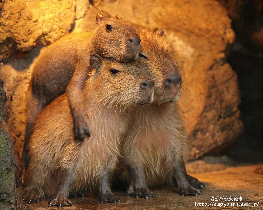 이 카피바라는 피라미드의 꼭대기가 되고 싶어합니다. Capybara, 동물 얼굴, 동물 친구들, 귀여운 카피바라 HD 월페이퍼