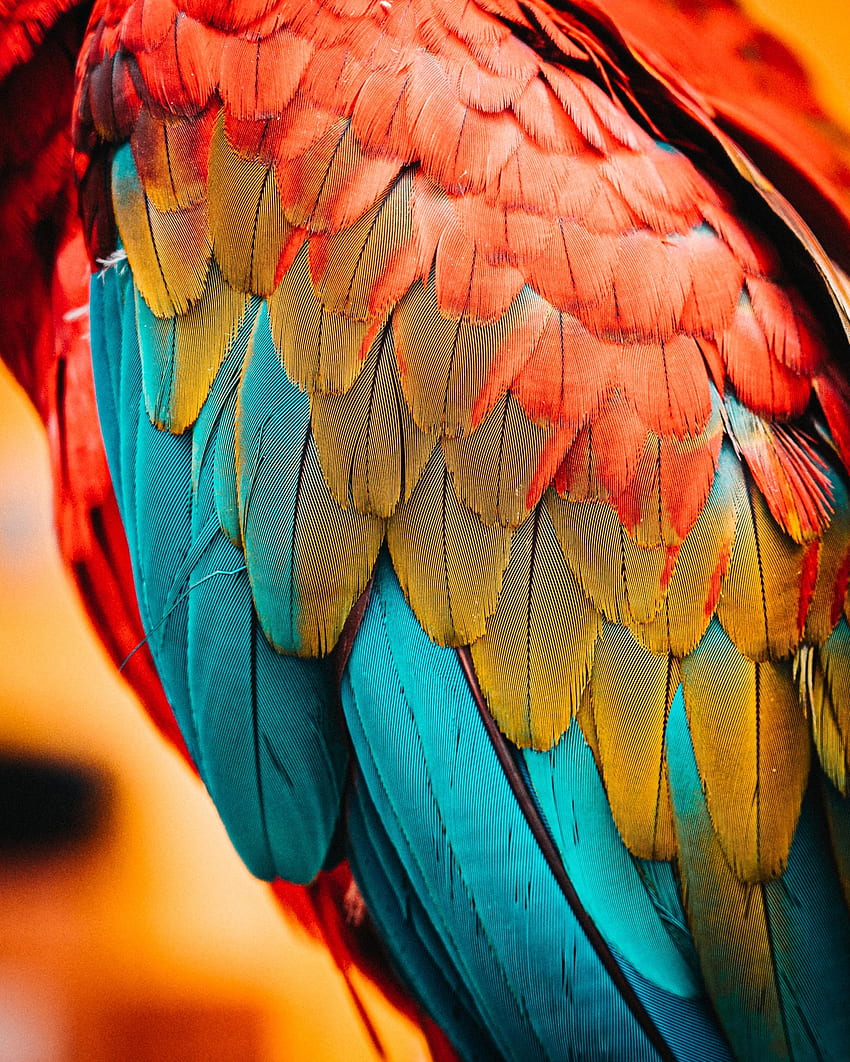 Penas coloridas, papagaio, pássaros, close-up Papel de parede de celular HD