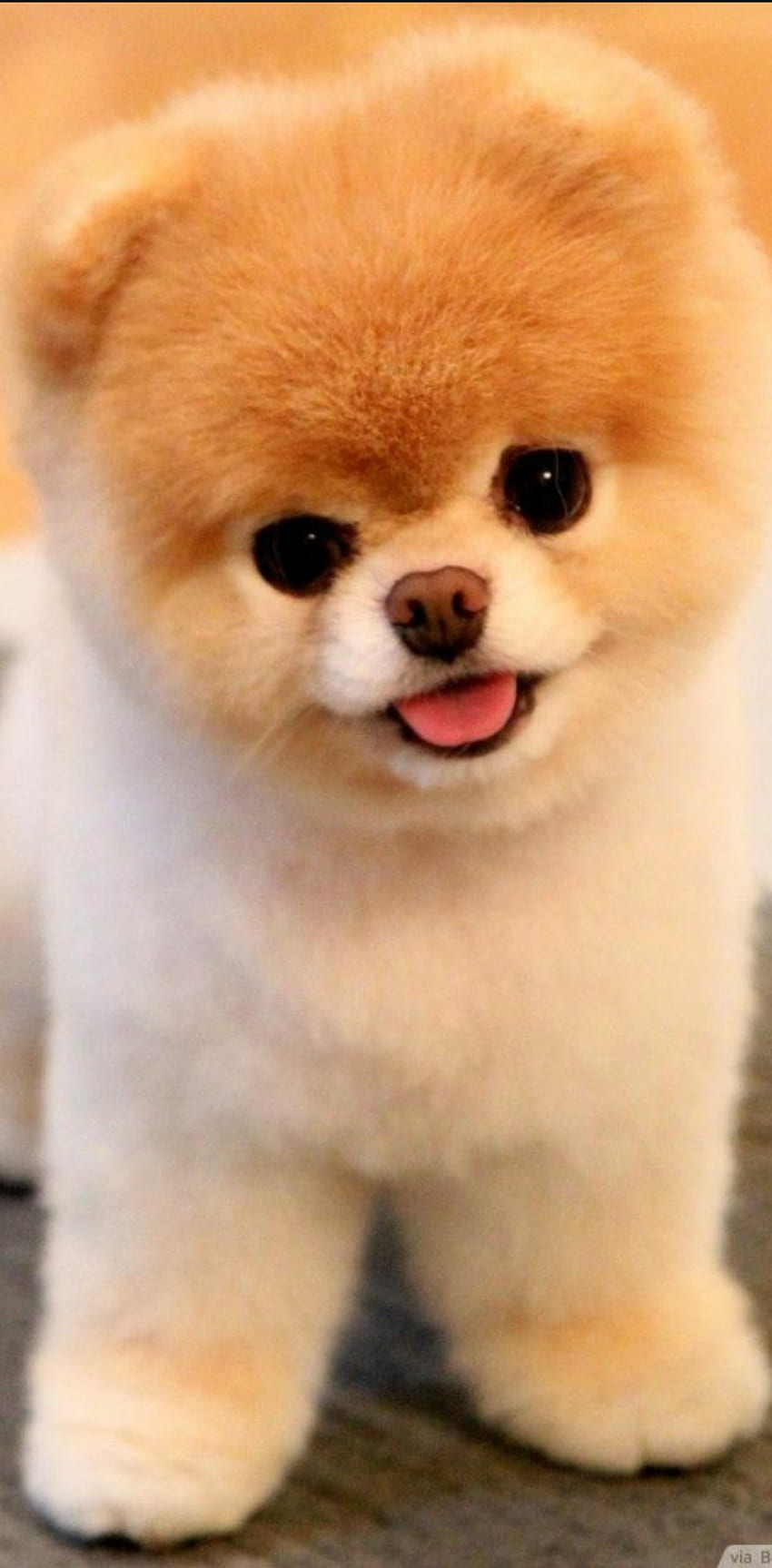 super cute puppy, Super Cute Puppies HD phone wallpaper