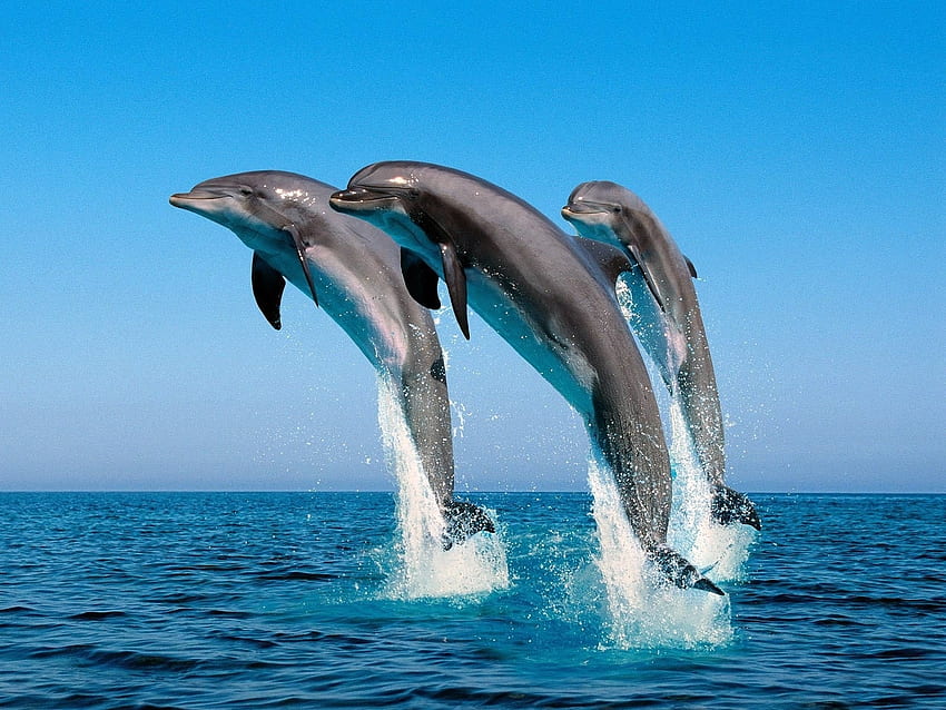 Zwierzęta, woda, delfiny, morze, ryby Tapeta HD