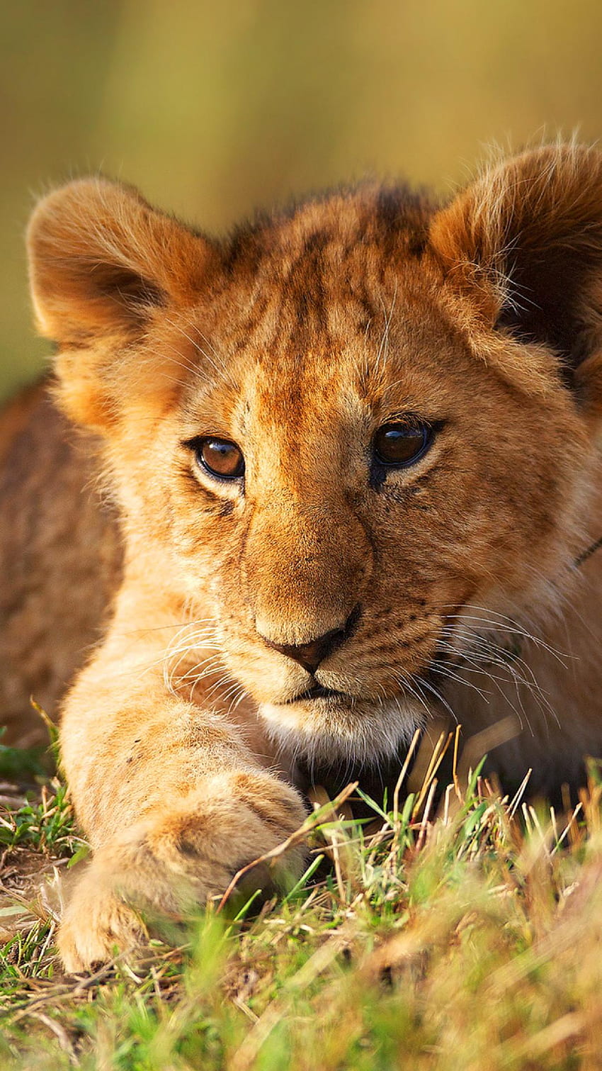 Löwenbabys Android HD-Handy-Hintergrundbild