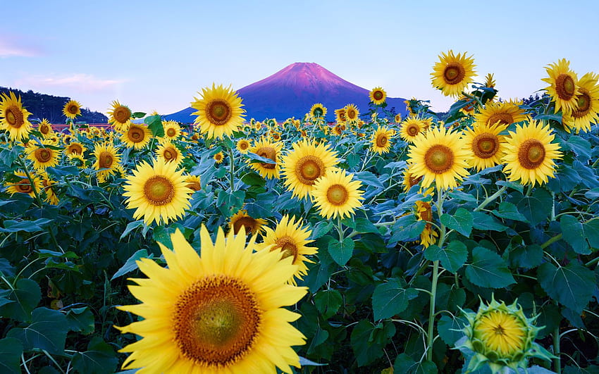 Cute Sunflower Desktop Wallpapers  PixelsTalkNet