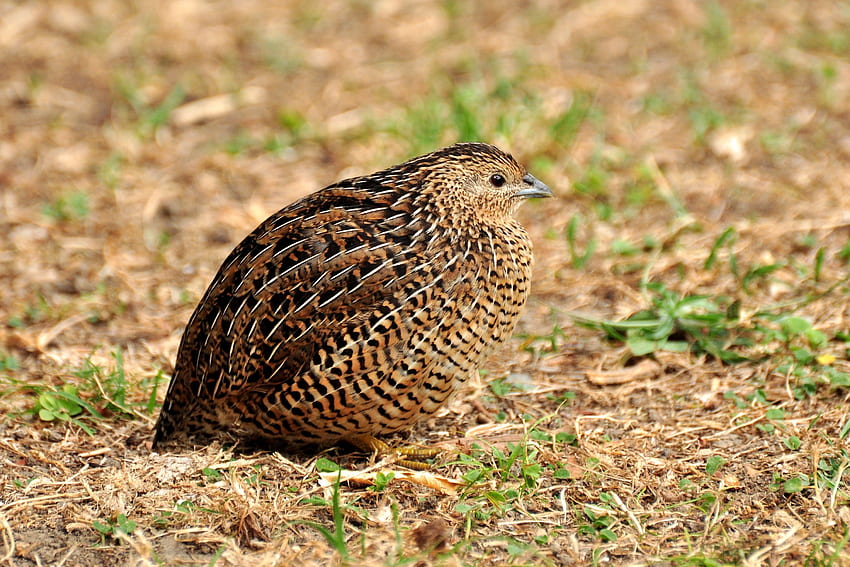 quail, Upland Hunting HD wallpaper
