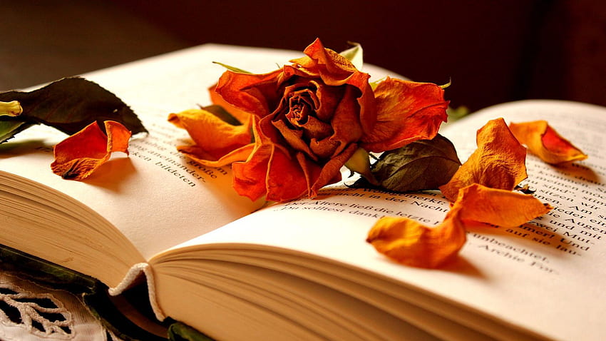 book, flower, rose, dry, petals 16:9 background HD wallpaper