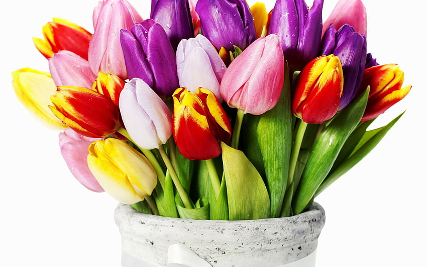 Piante, fiori, tulipani, mazzi di fiori Sfondo HD