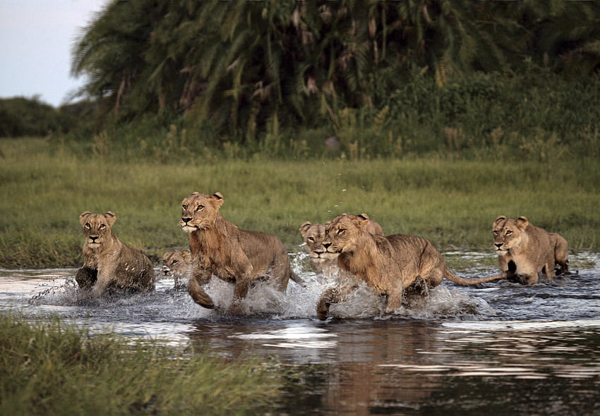 Muestre su orgullo de león en el Día Mundial del León fondo de pantalla