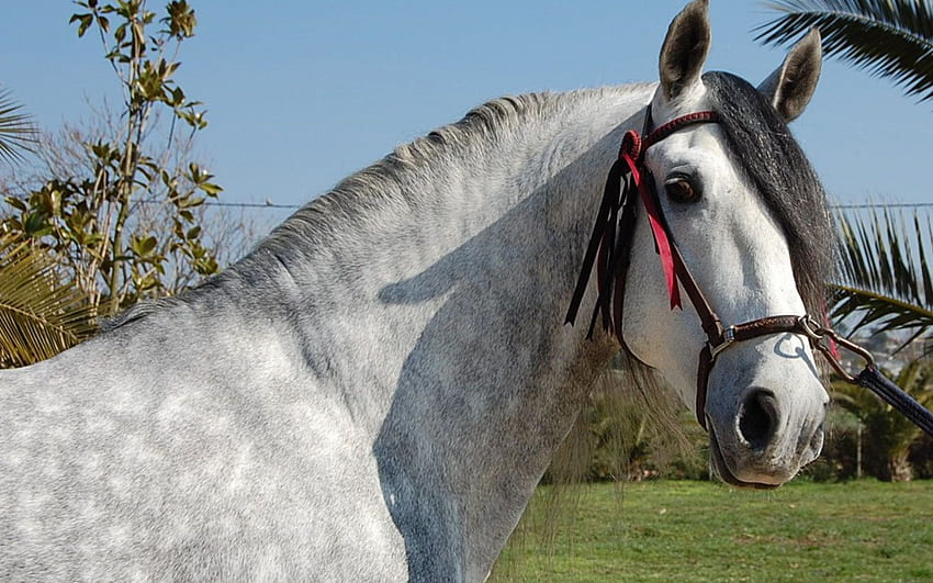 ม้า Andalusian Andalusian ม้า แมร์ ป่า สัตว์ ธรรมชาติ ม้า วอลล์เปเปอร์ HD