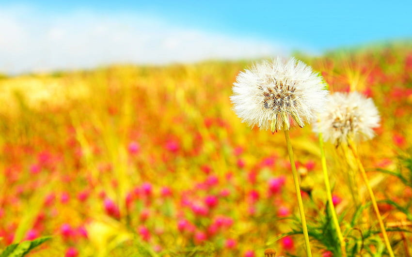 Summer Blurred Dandelions Blurred Grass Hd Wallpaper Pxfuel