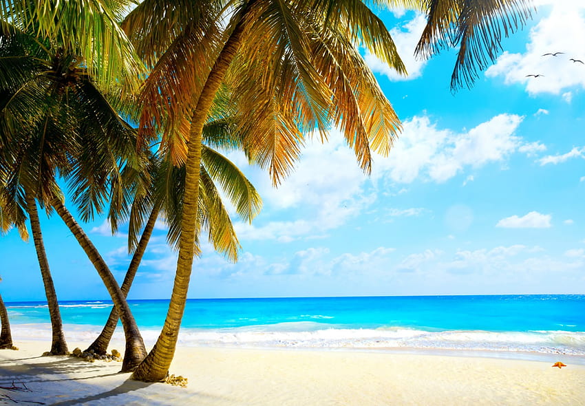 Tropical Beach, sea, palms, sand, tropical, paradise, beach, vacation, summer, sky HD wallpaper