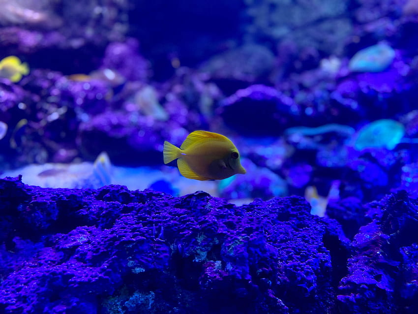 Tiere, Korallen, Aquarium, Fische, Zebrasoma HD-Hintergrundbild