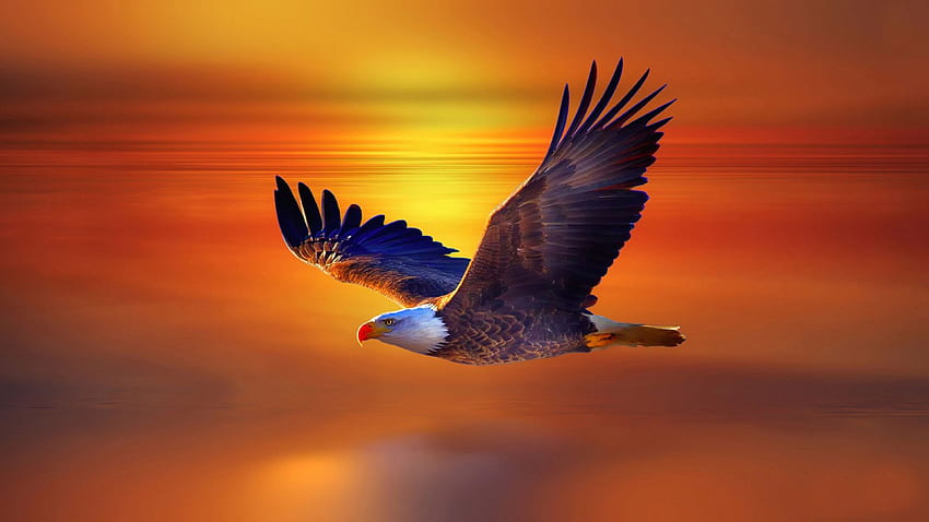 High Resolution Flying Eagle HD wallpaper