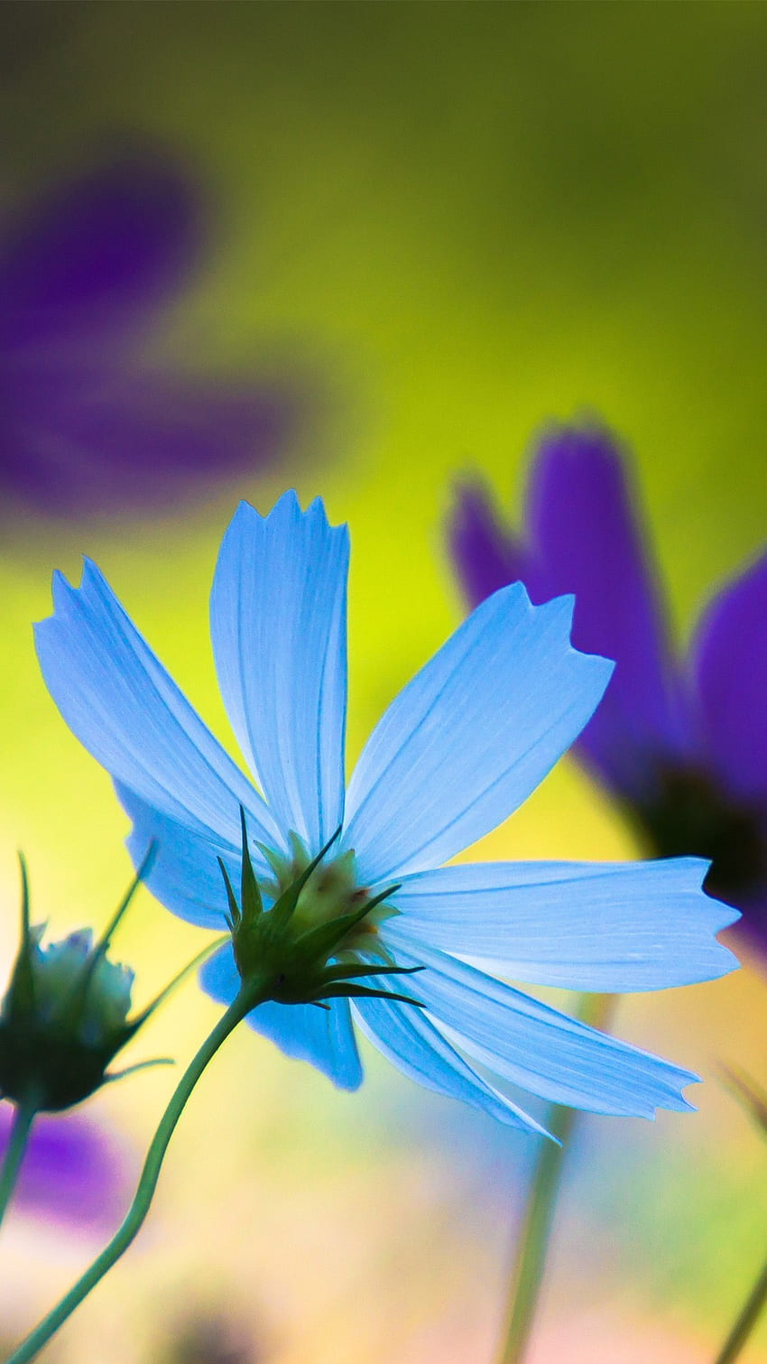 vivo Y20i Blue Daisy Super Flower Tapeta na telefon HD