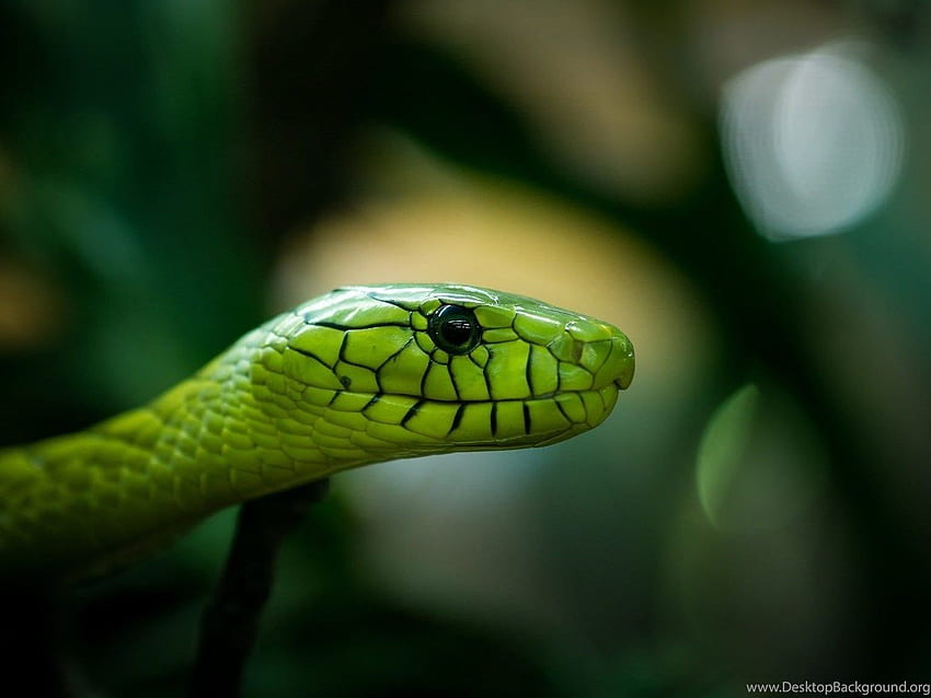 背景、緑と黒のヘビの大まかな緑のヘビ 高画質の壁紙