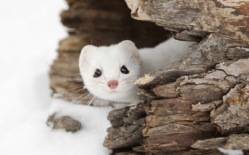 White ferret, winter, animal, hermelina, white, wood, snow, ferret HD wallpaper