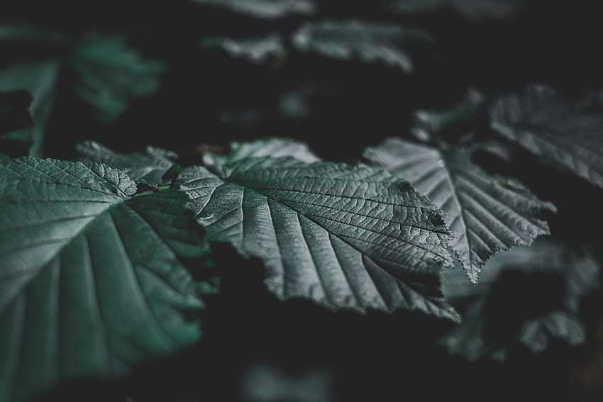 나뭇잎, 어두운, 근접, 정맥 HD 월페이퍼