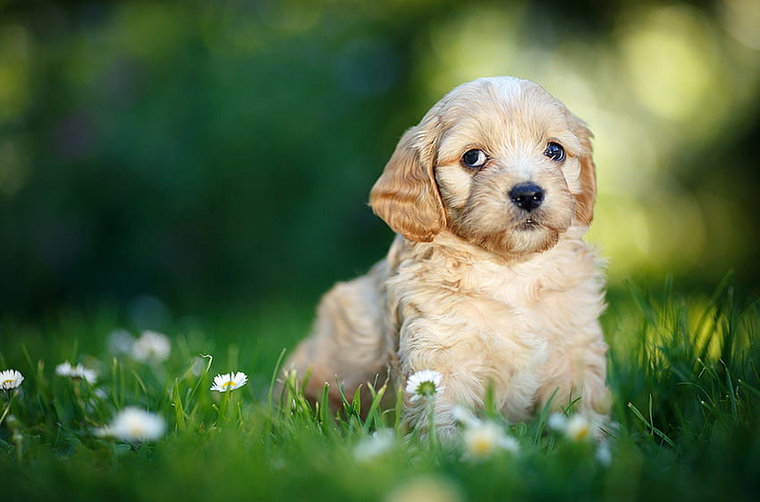 Dog, sweet, dogs, puppies, cute, beautiful, playful, playful dog, puppy, dog face, pretty, animals, face, lovely HD wallpaper