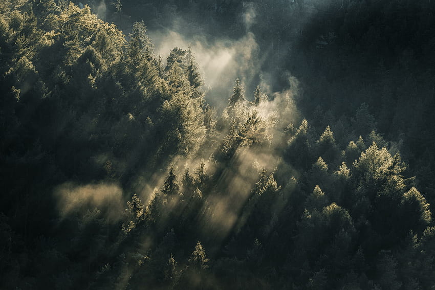 Lichter durch Wälder, grüner Wald, Luft HD-Hintergrundbild