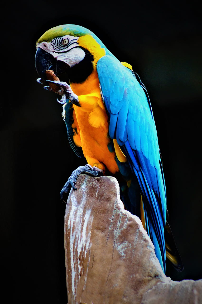 Animals, Parrots, Rock, Bird, Multicolored, Motley, Stone, Macaw HD phone wallpaper