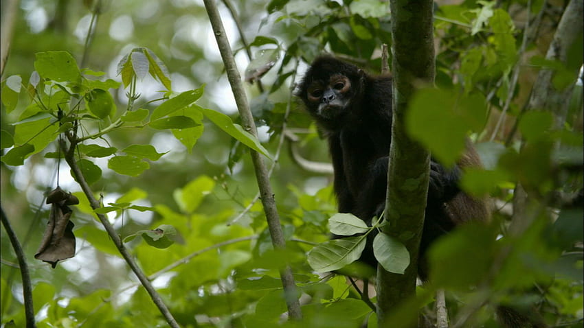 Jungle Animal Hospital. Statement from Alejandro Morales on Releasing 'Bruce'. Nature, Spider Monkey HD wallpaper