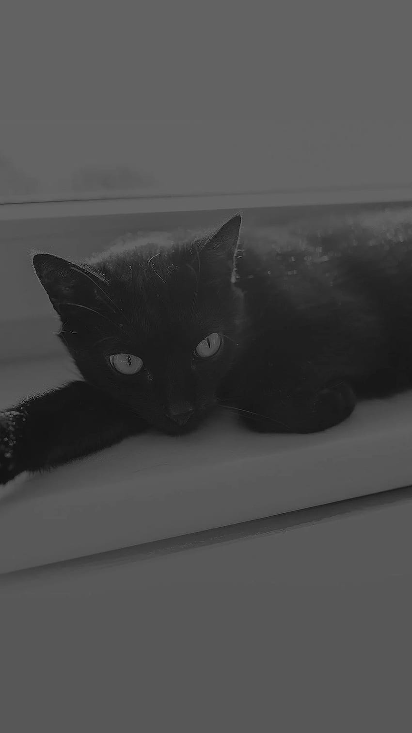 Black Cat iPhone, Aesthetic Black Cats HD phone wallpaper