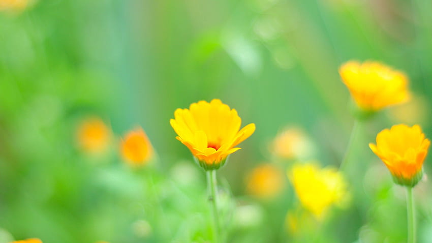 ดอกไม้ หญ้า มาโคร โพลีอานา เกลด วอลล์เปเปอร์ HD