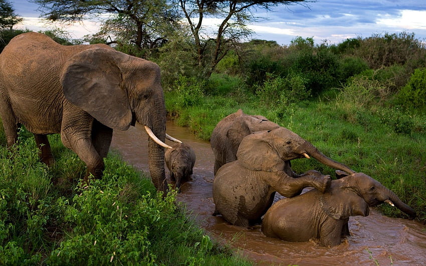 Animals, Elephants, Young, Care, Mud, Dirt, Cubs, Bathing, Mother HD wallpaper