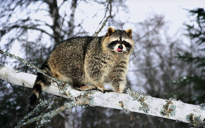 Animals, Snow, Branch, Climb, Raccoon HD wallpaper