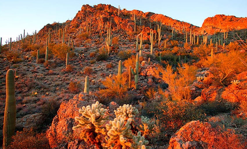 アリゾナ州の秋, 自然, アリゾナ州, 砂漠, 秋 高画質の壁紙