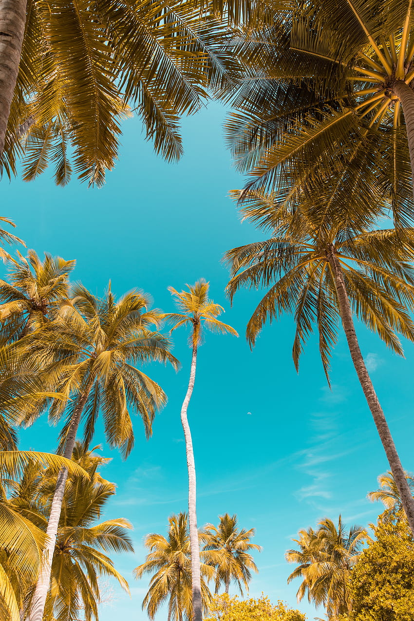 Naturaleza, palmeras, ramas, troncos, vista desde abajo, cielo tropical, cielo tropical fondo de pantalla del teléfono