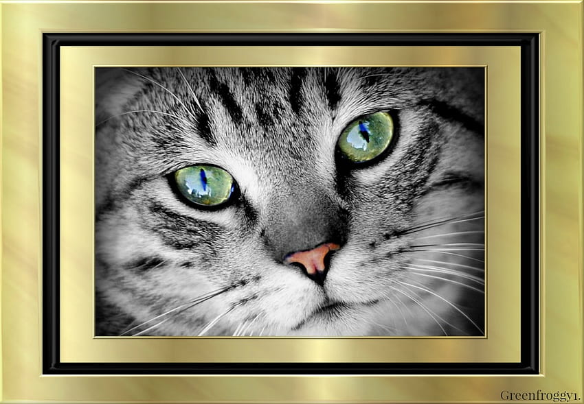 BEAUTIFUL FACE, FELINE, FRAMED, , CAT HD wallpaper