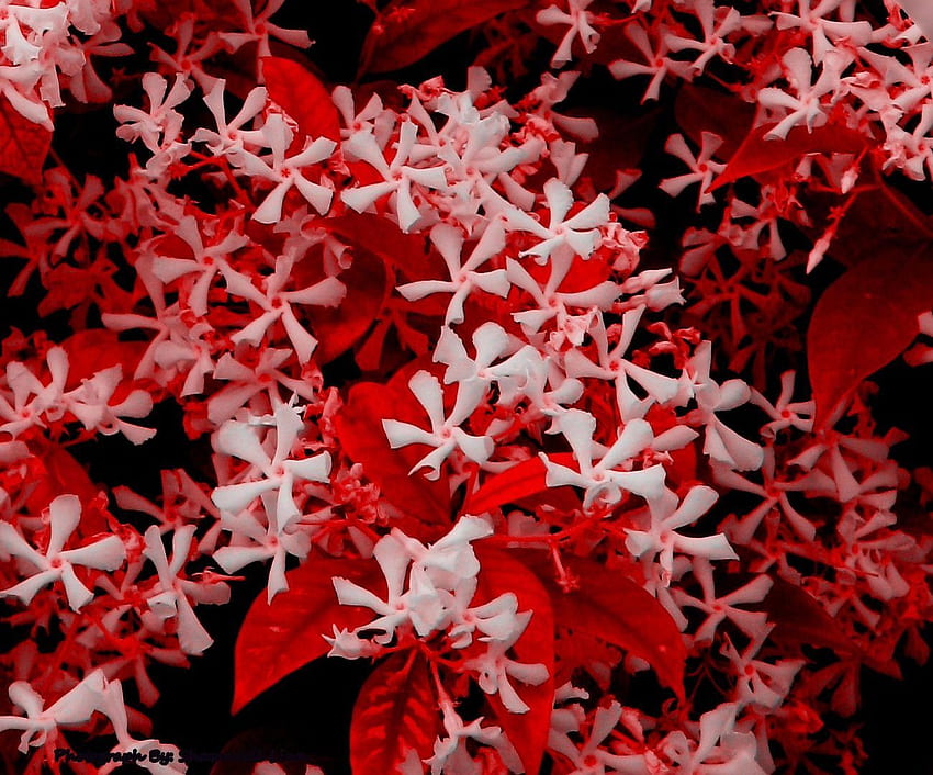 Day Leaves Flowers Red White Memorial Vintage Flower, Vintage 5 HD wallpaper