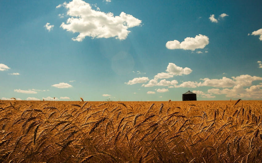 Manzaralar: Çim Yaz Buğday Çiviler Bulutlar Gökyüzü Tarla Altın, Ukrayna Doğa HD duvar kağıdı