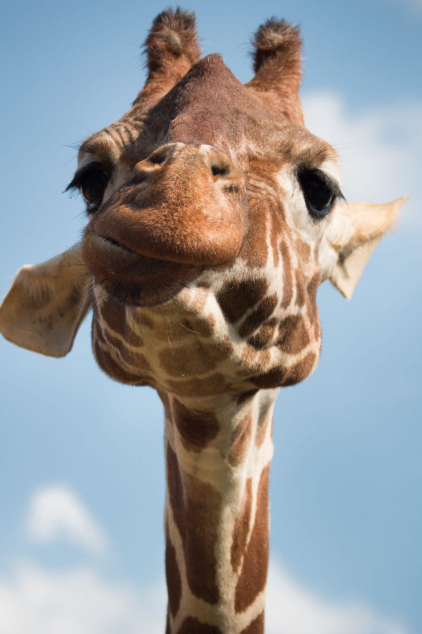 Giraffe iPhone Background