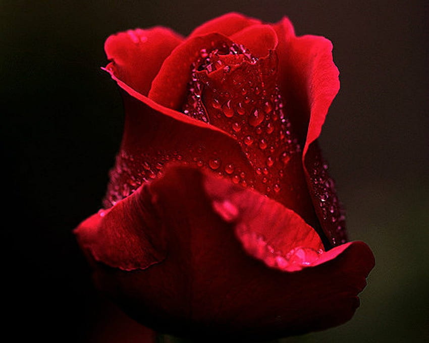 Червена роза, роза, листенца, червено, цвете HD тапет