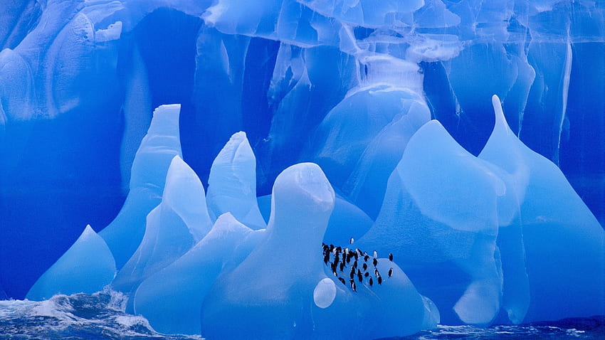 icebergs antártida pingüinos de barbijo pájaros Alta calidad, alta definición fondo de pantalla